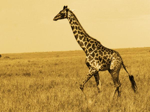 Lone Giraffe