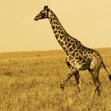 Lone Giraffe