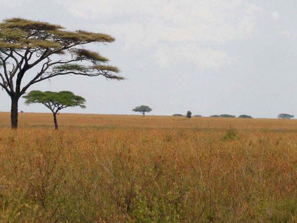 Acacia on the Serengeti