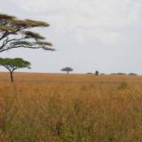 Acacia on the Serengeti