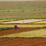 Rice Paddies