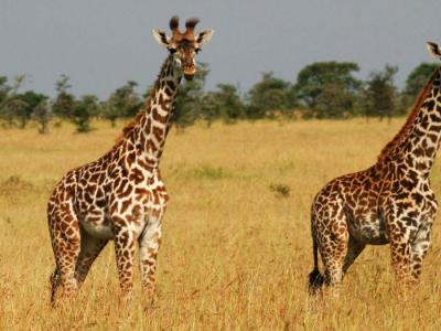  Tanzania Pair