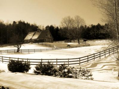 Winter Grazing