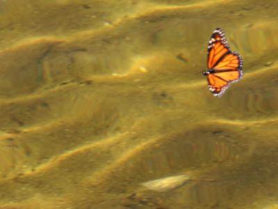 Floating Butterfly