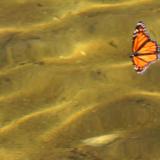 Floating Butterfly